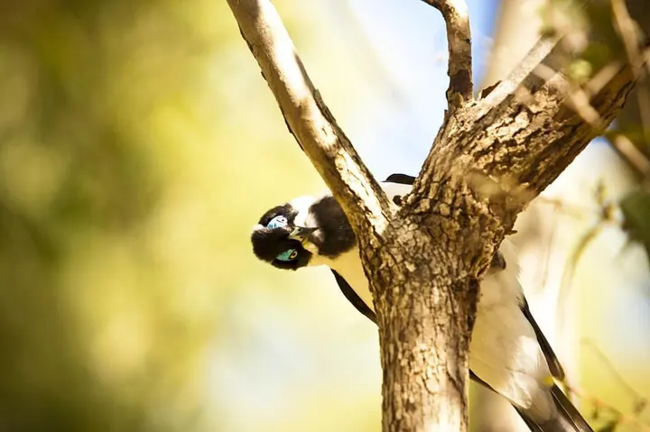 Blue-faced honeyeater