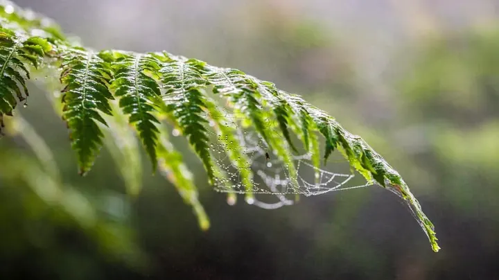 Dew on a webby fern