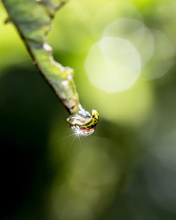 Starburst in a water drop
