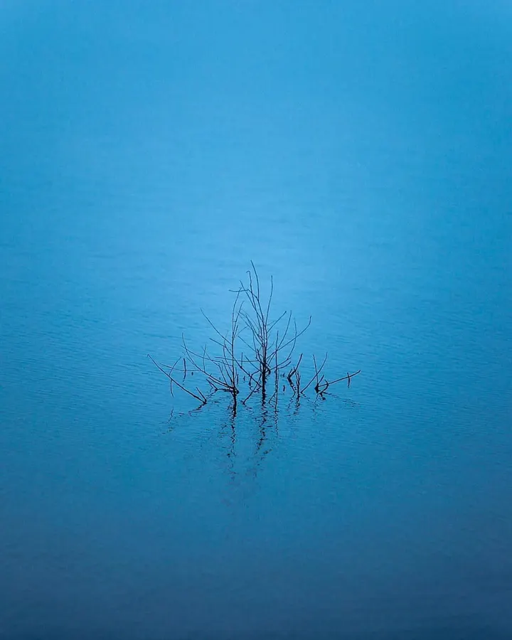 Drowned sapling at blue hour