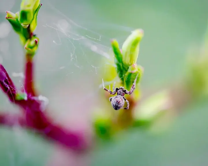 Spider on magenta & green