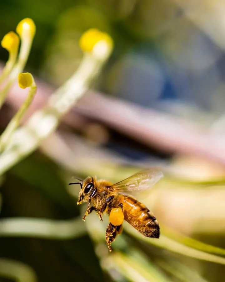 Bee in flight with pollen