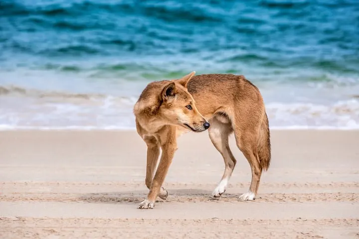 Dingo on Fraser beach
