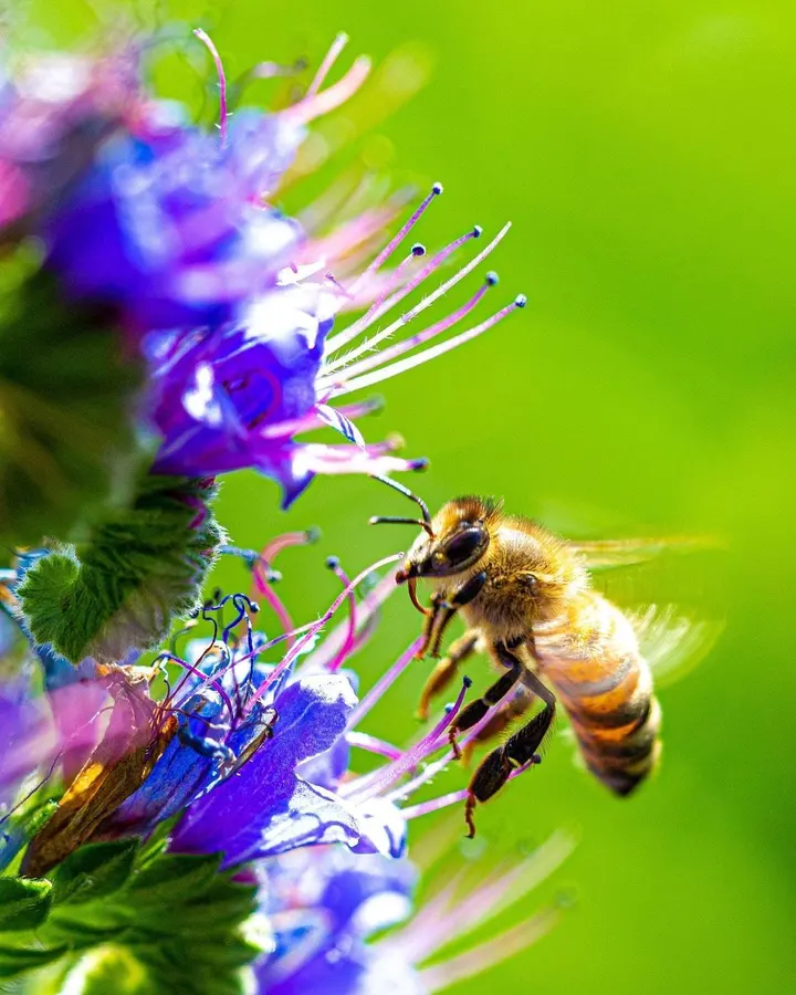 Bee in sunlight