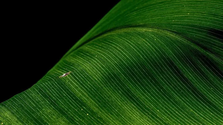 Veined green leaf
