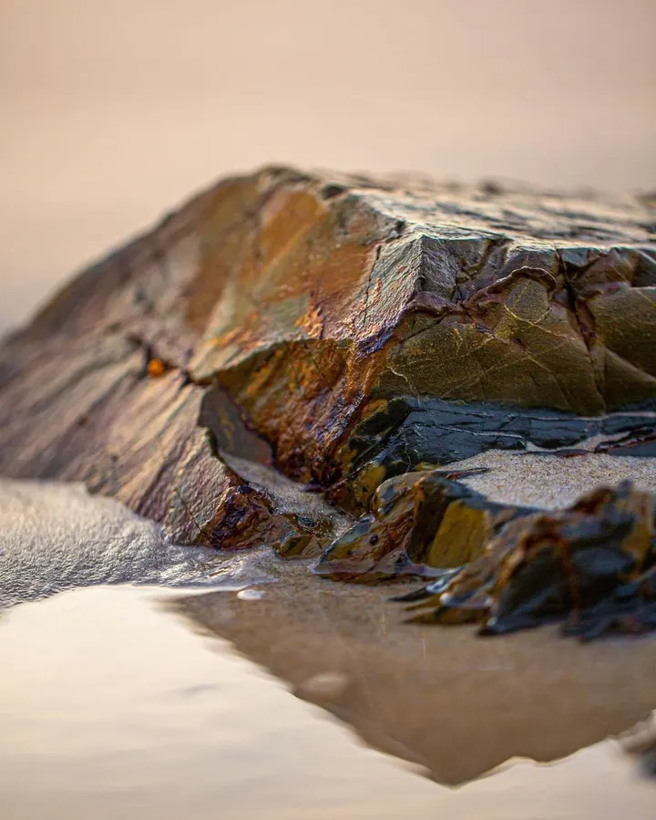 Macro at Snapper Rocks
