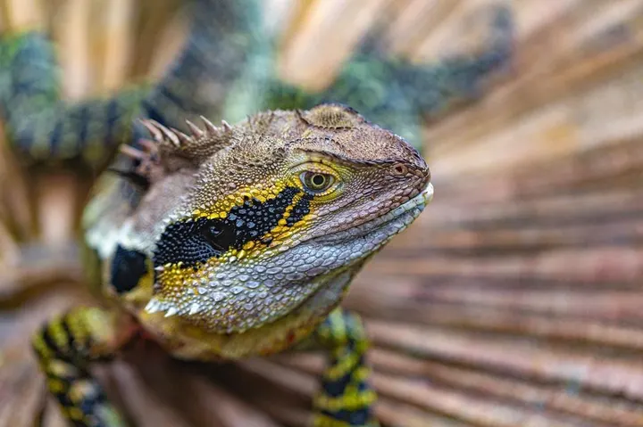 Water dragon